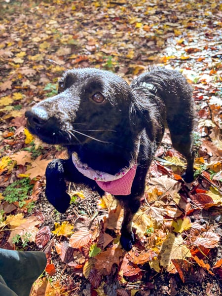 Lebensfrohe DAYA wartet in Erlangen auf DICH