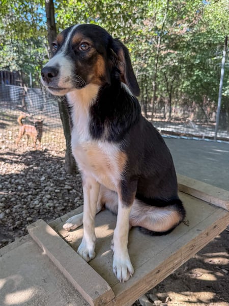 Verspielte, freundiche und verschmuste LOARA sucht ihr liebevolles Zuhause