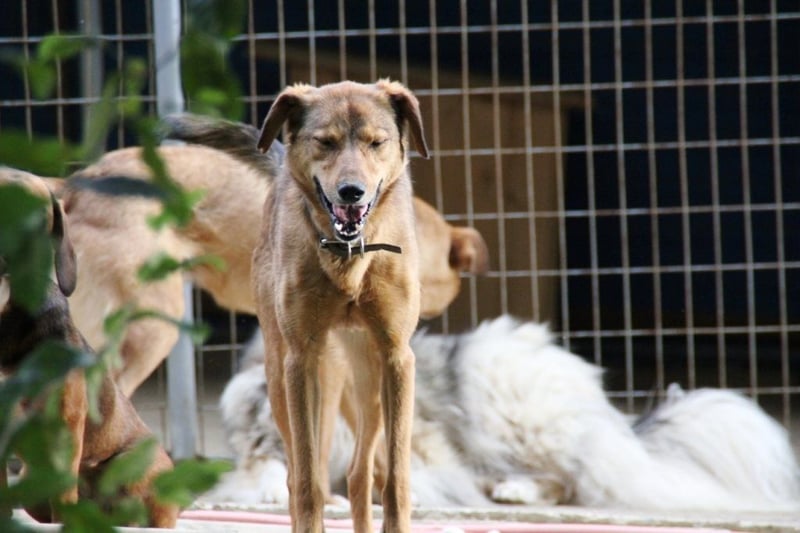 OPI OSCAR - bist du sein Herzensmensch ?