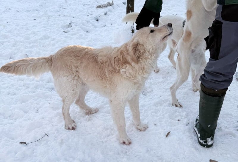 Herzensmensch gesucht - lieber MAXIM hofft auf sein Glück