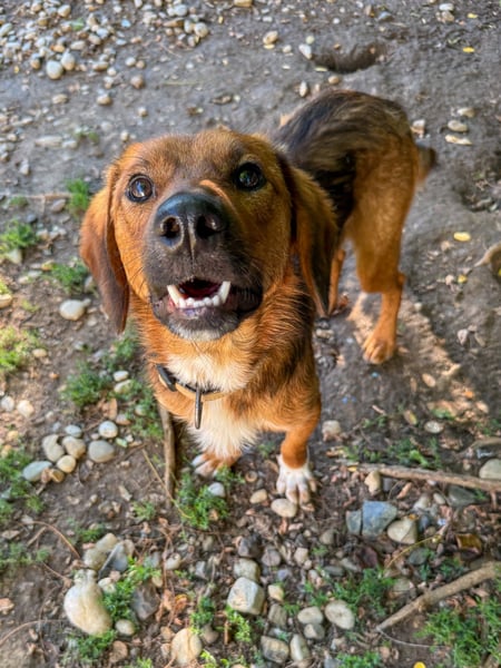 Zauberhafter DARIO - Herzenshund, Knutschkugel und Zuckerbub