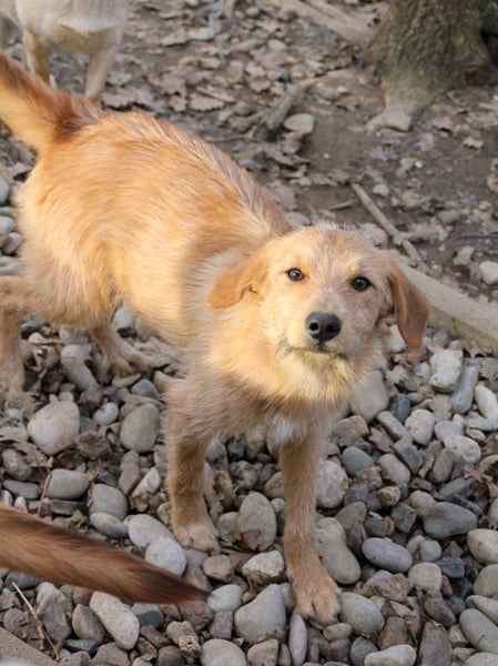 Zuckersüßer DARCY - manchmal etwas zurückhaltend aber doch neugierig