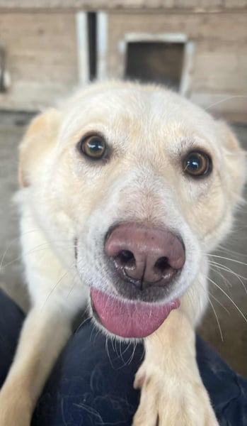 Amaya, 3 Jahre, sucht ihre Menschen