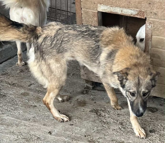 Amira, 3 Jahre, Zuhause gesucht