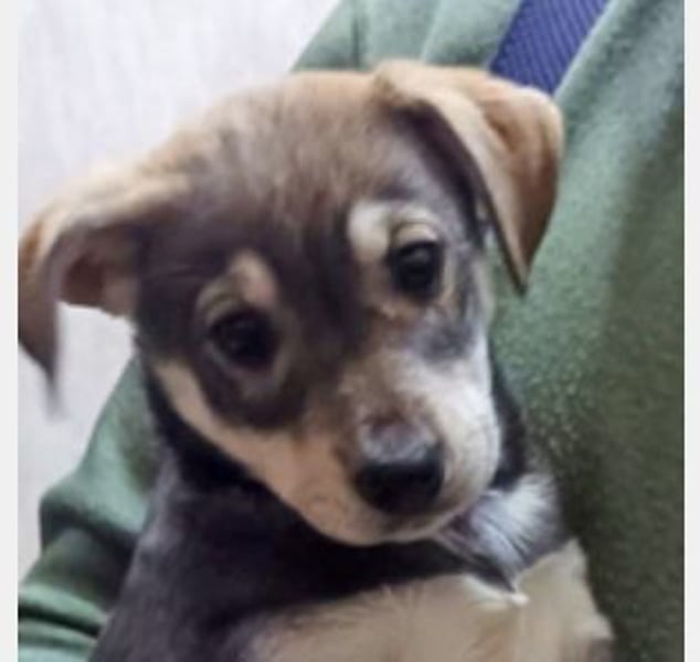 Welpe Mia geb. 09/2025 kann im Januar ausreisen