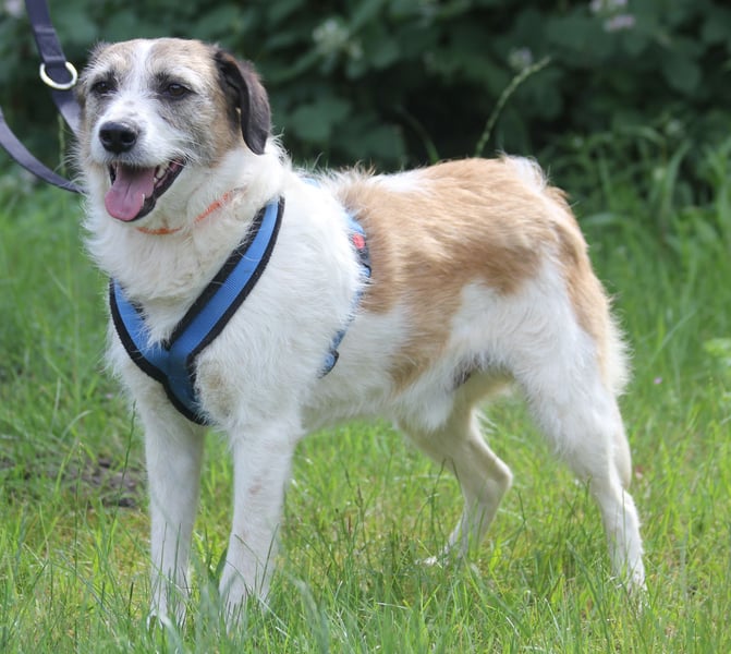 Willow 48cm geb. 07/2023 ist ein fröhlicher Familienhund