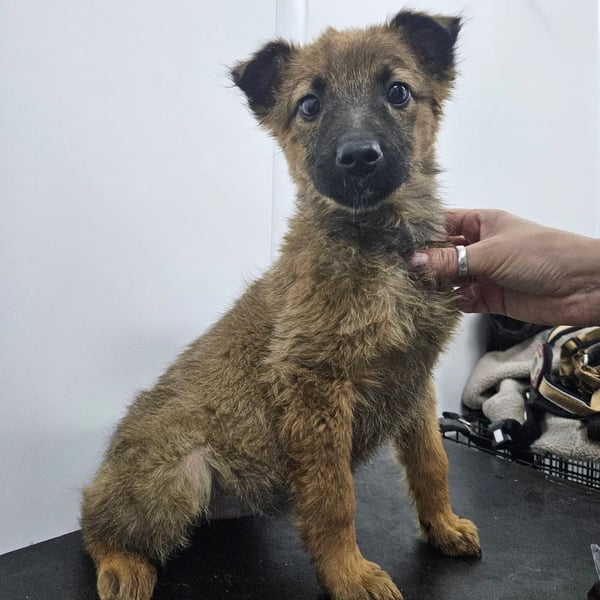 Mey - fröhliches, neugieriges Welpenmädchen sucht ein Zuhause