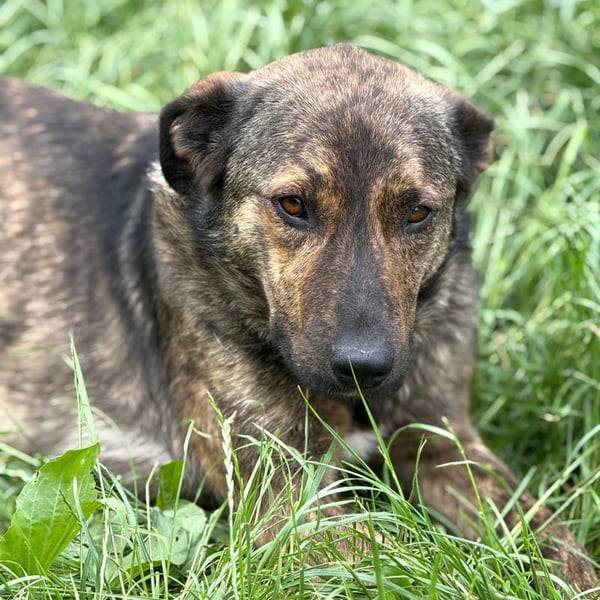 Noni - aktiver, freundlicher junger Rüde mit Handicap braucht Hilfe