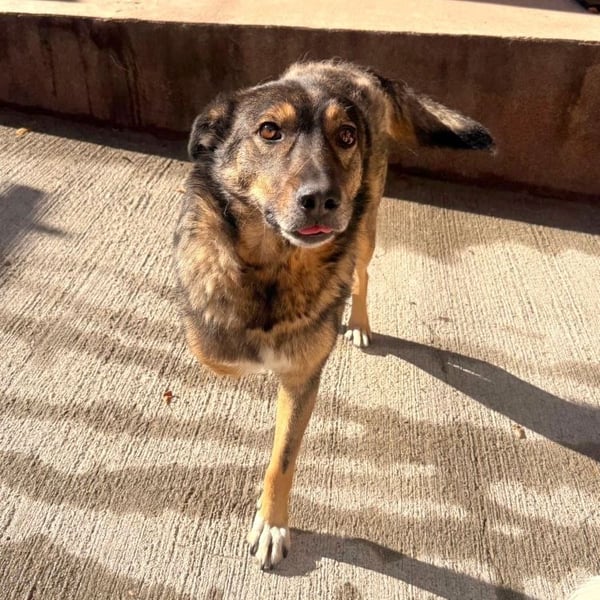 Snoop - liebenswerter, tapferer, dreibeiniger Rüde sucht ein Zuhause