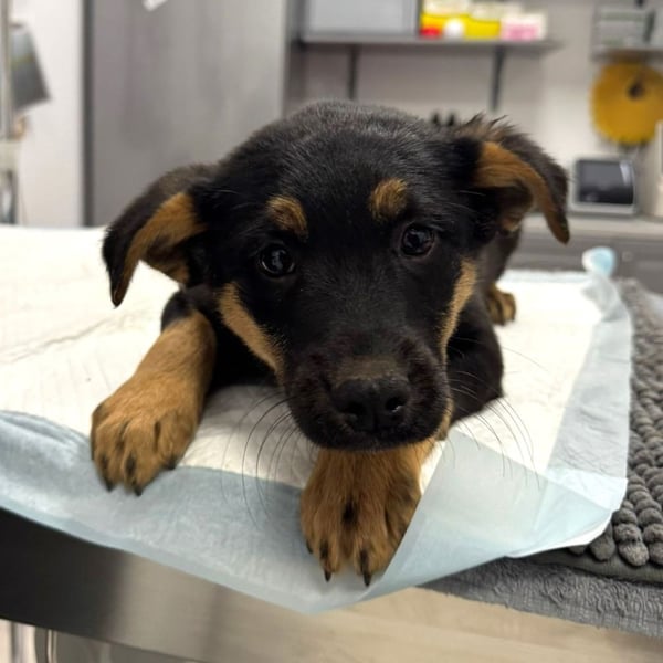 Pusha - 4 Monate junges, fröhliches, liebes Hundemädchen sucht ein Zuhause