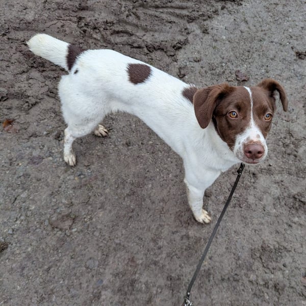 Romy - freundliche, lebhafte 8 Monate alte Hündin sucht ein Zuhause