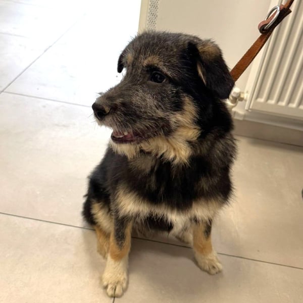 Marimar - 6 Monate junge freundliche, aktive Mischlingshündin sucht ein Zuhause