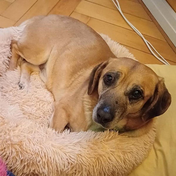 Tolo - verspielter, menschenbezogener Senior auf PS in Zaberfeld-Ochsenburg