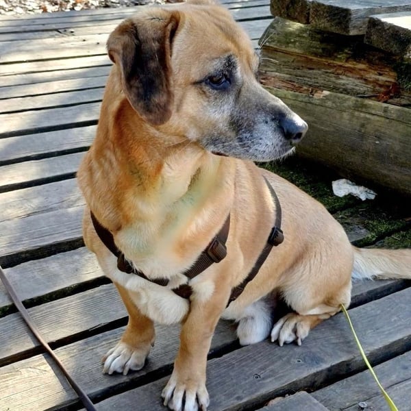 Tolo - anschmiegsamer, loyaler Senior auf PS in Zaberfeld-Ochsenburg