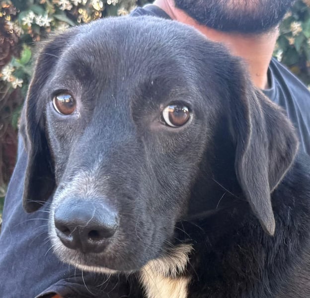 Orso – Familienhund in spe -