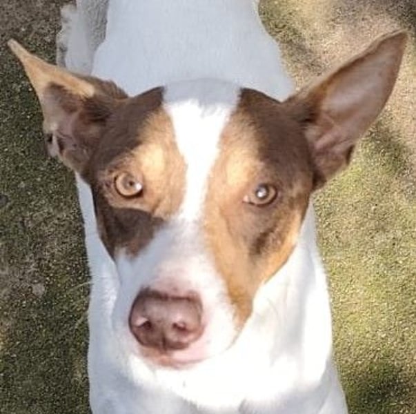 Timon – Windsbräutigam -