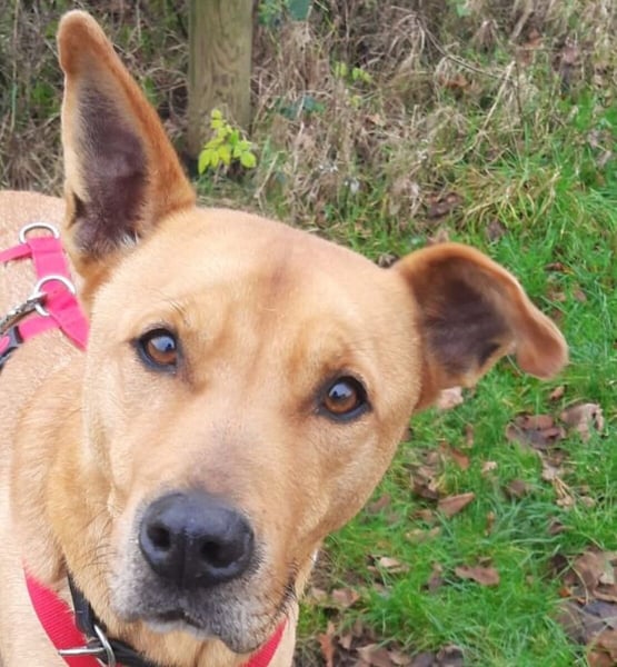 Ozzy - Konsequenz gefragt