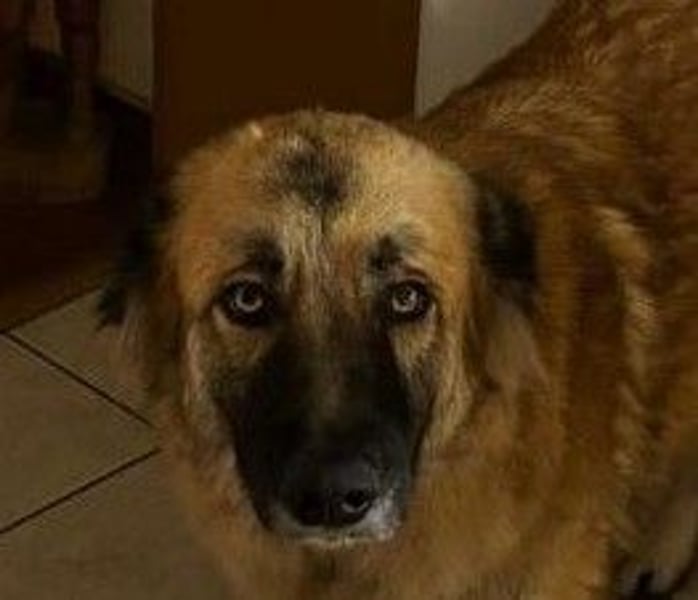 Skoppy neues Zuhause gesucht