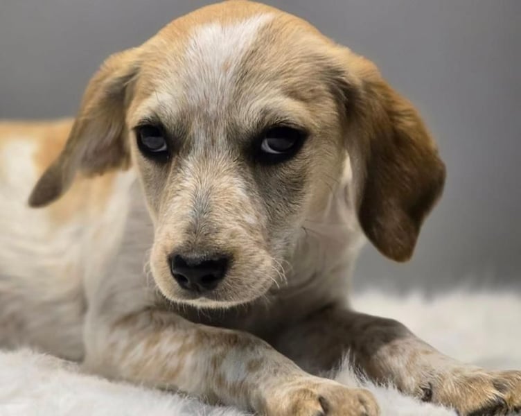 BELLA -  Kleines Herzchen auf der Suche nach Wärme