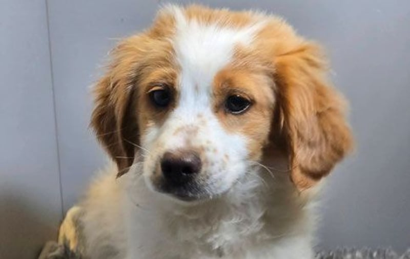 Belissi - auf der Suche nach einem Lebensfreund!