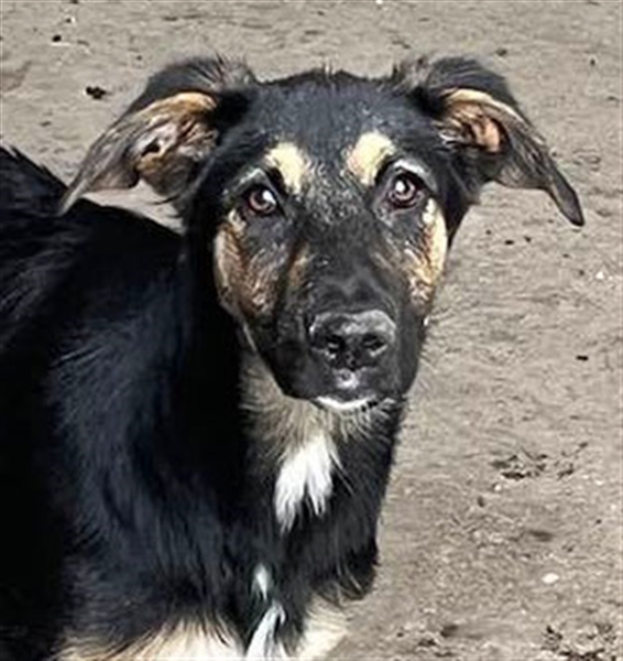 YANA - wünscht sich so sehr ein Zuhause!