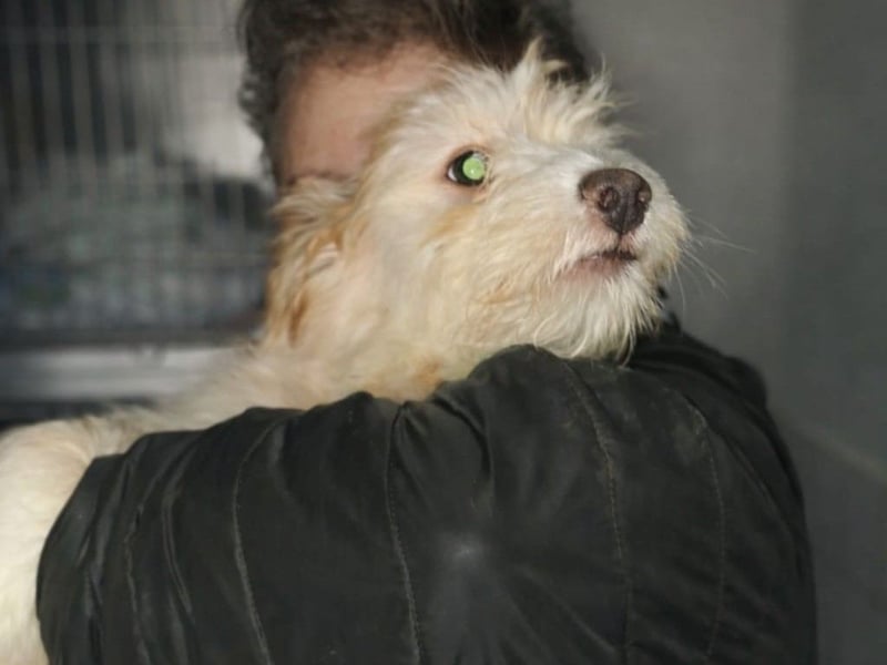 KALLE sucht sein Traumkörbchen