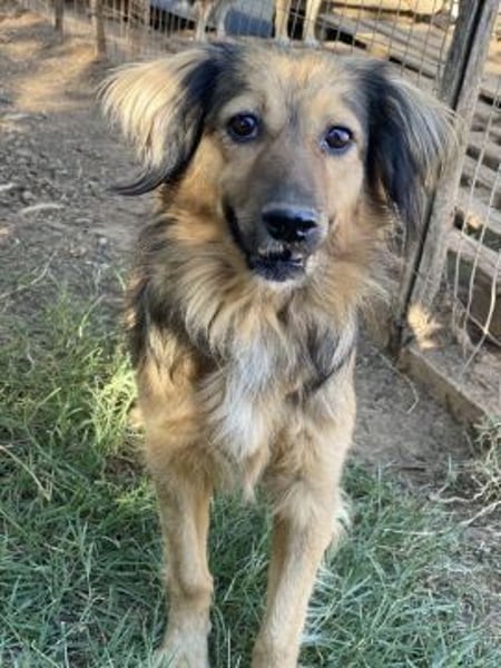 hübsche Zelda - Herzenshündin sucht ihre Menschen