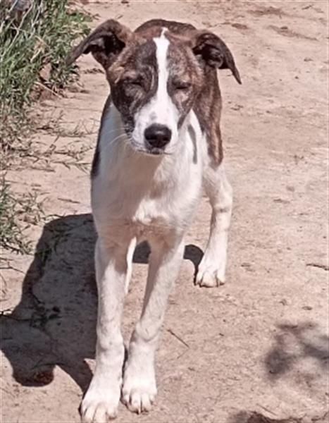 LINA - aufgewecktes und verträgliches Hundemädchen