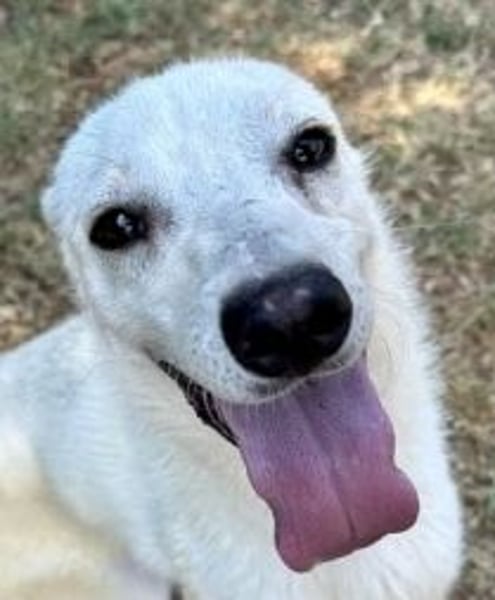 Ivory - junger Herzenshund sucht seine Menschen