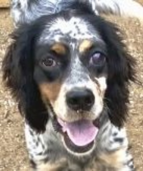 Lola - freundliche, menschenbezogene Setter-Mix-Hündin
