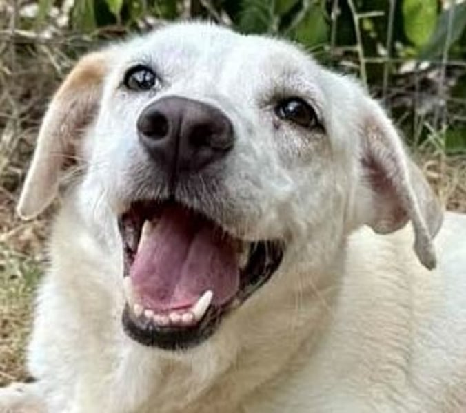 Freundliche Clara sucht ihr Für immer Zuhause