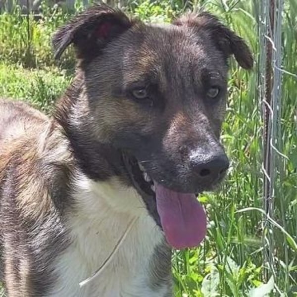 Zauberhafter Logan - sanfte zurückhaltende Seele