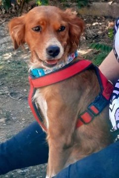 Sissi-charmante kleine Hundedame wartet auf ihr Glück