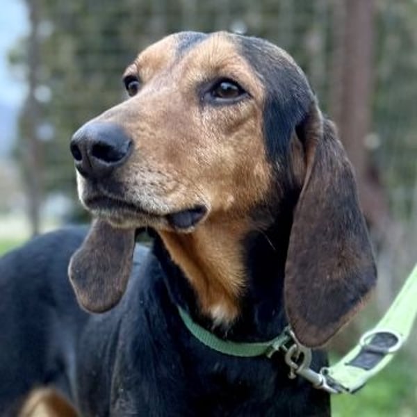 Sanfter Marco sucht sein Glück