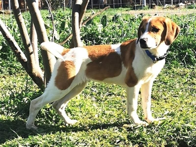 LEVI - zurückhaltender feiner Kerl sucht SEINE Menschen