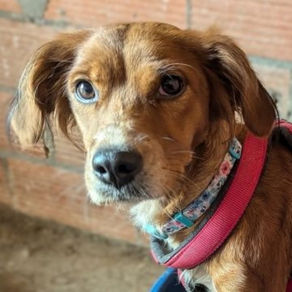 Sissi-charmante kleine Hundedame wartet auf ihr Glück