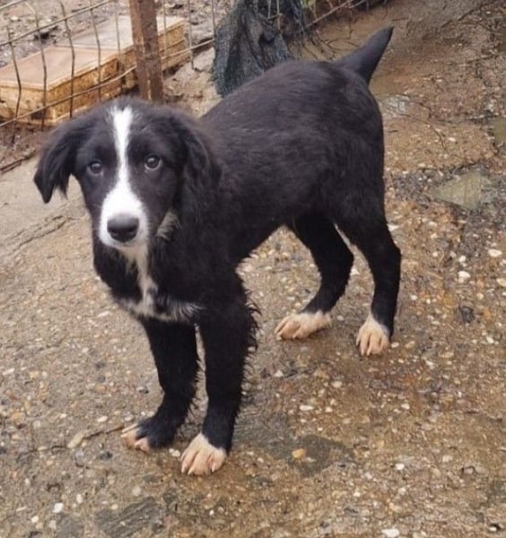 REX - sucht seinen sicheren Hafen