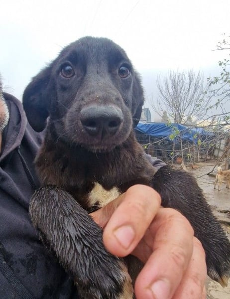 CHUCK - süßer Hundebub