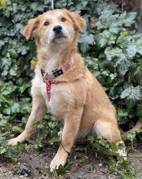 CRUMPET - verspielte Schönheit