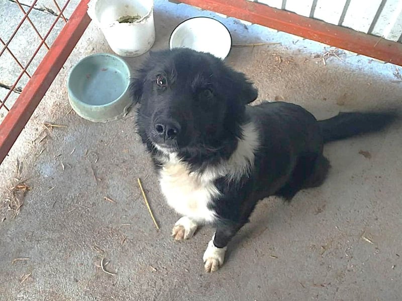 Daisy sucht eine Familie mit potenzial