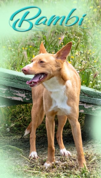 Bambi - auf der Suche nach Vertrauen