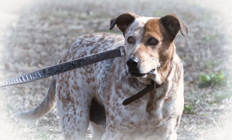 Duke – ein Schatz mit Handicap