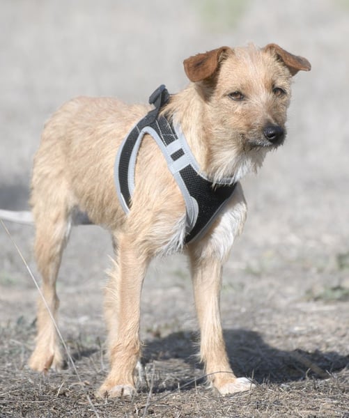 Ruggine – ein Seelchen