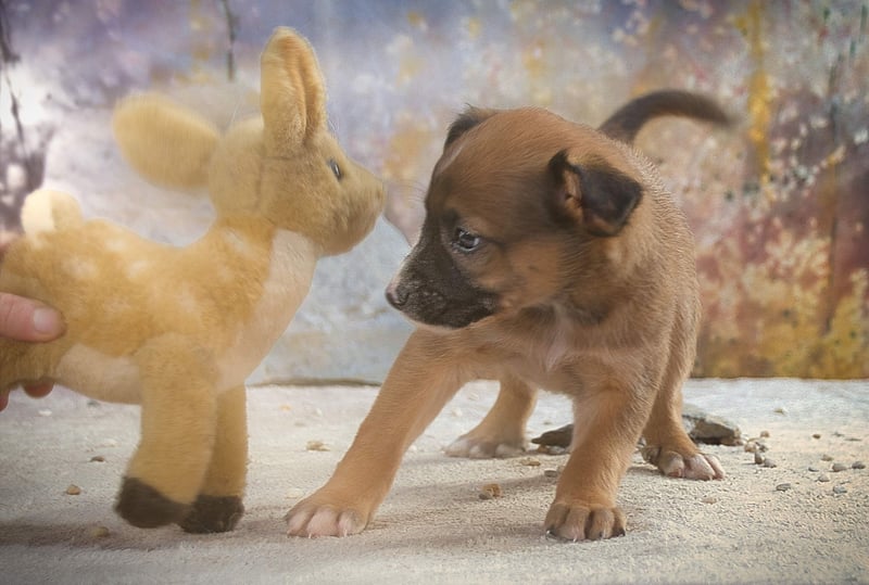 Freckles - neugieriger Hundejunge
