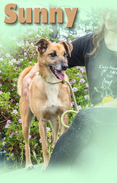 Sunny – eine selbstbewusste Dame