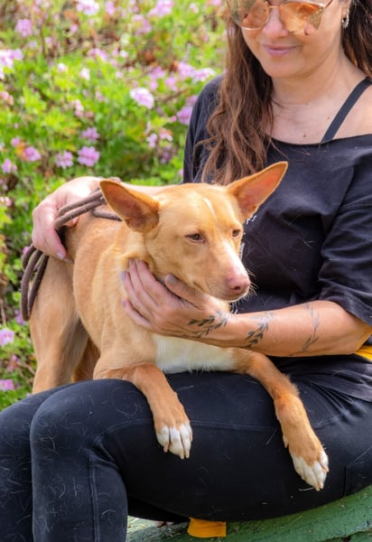 Bambi - auf der Suche nach Vertrauen