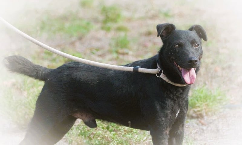 Matteus – ein sanfter Begleiter