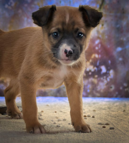 Patch - junger Mischlingsrüde