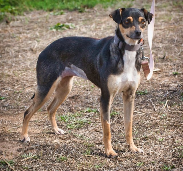 Kris – ein Herz auf leisen Pfoten