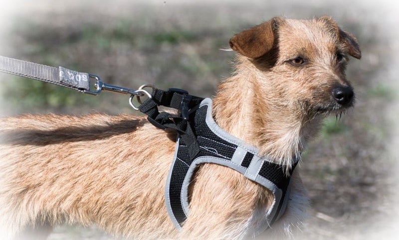 Ruggine – ein Seelchen